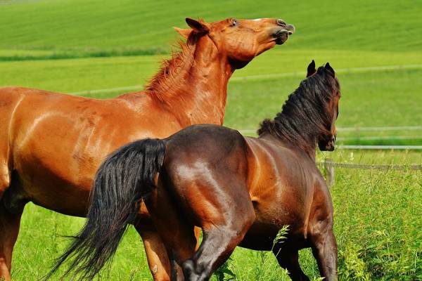 animal