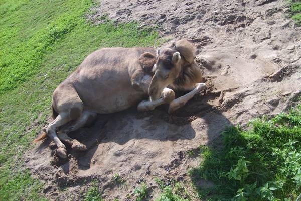 animal