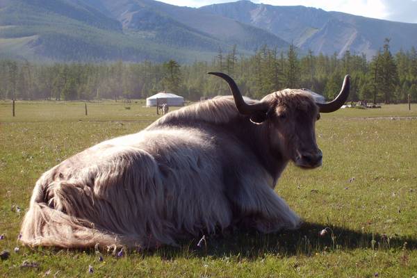 animal