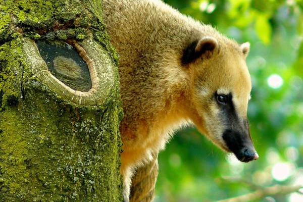 animal