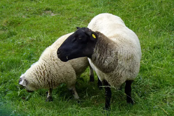 animal