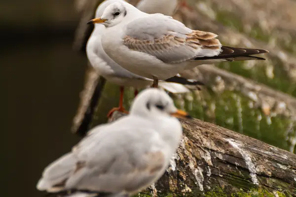 bird