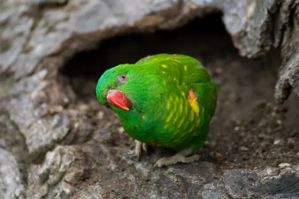 bird