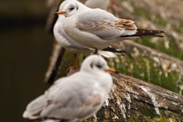 bird