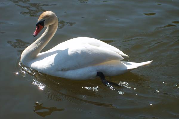 bird