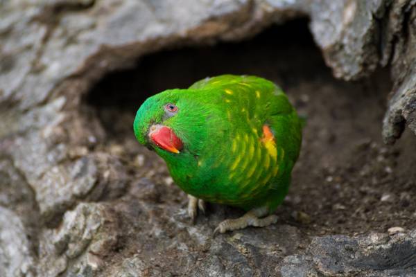bird
