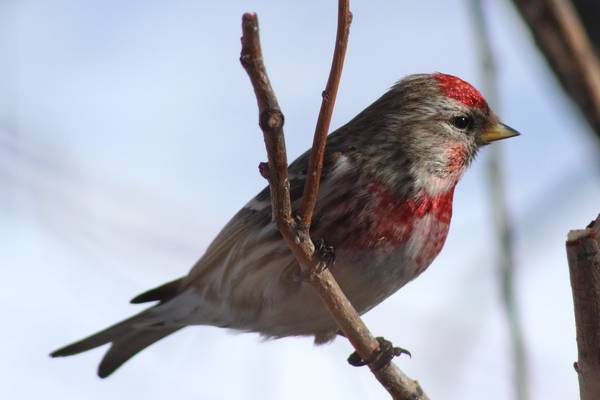 bird