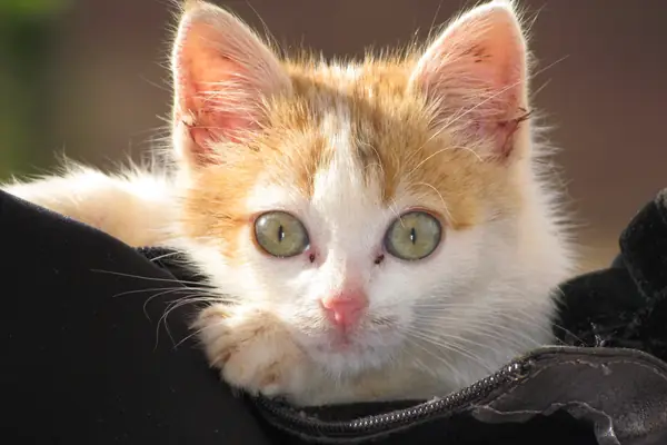 cat