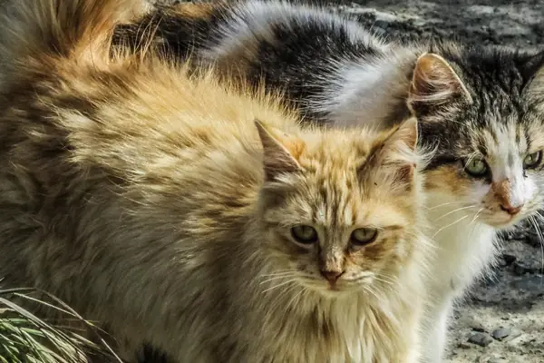 cat