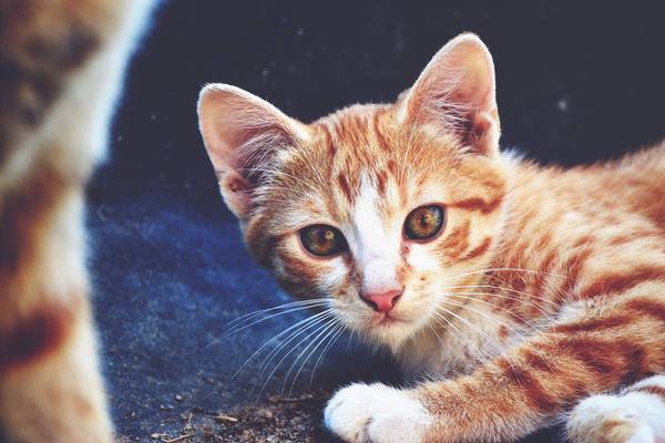 cat