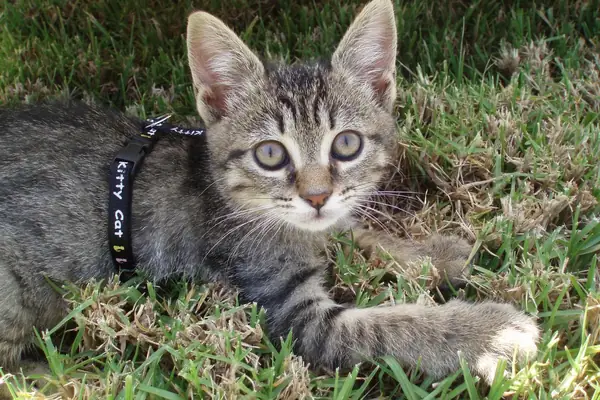 cat