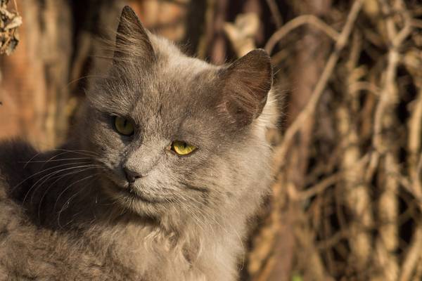 cat