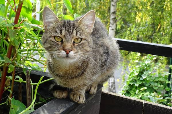 cat