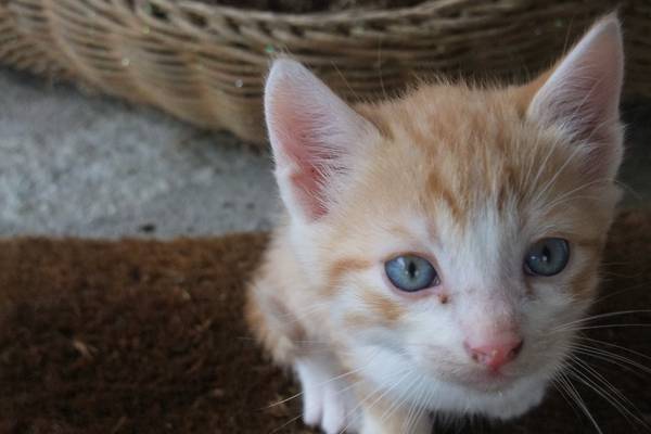 cat