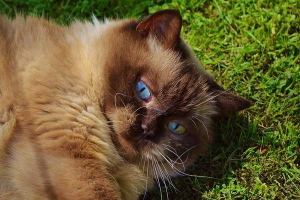cat