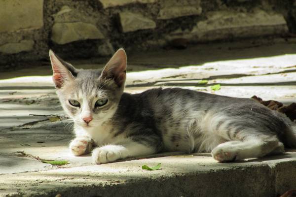 cat