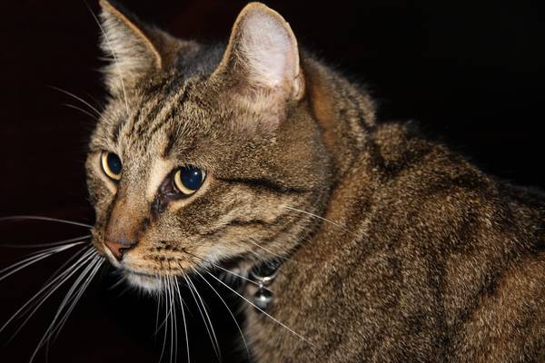 cat