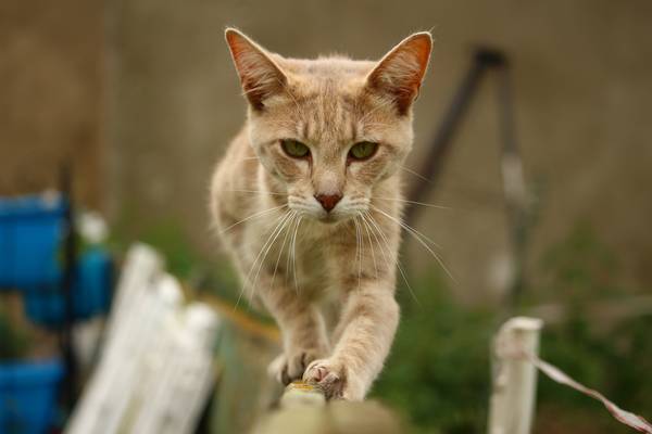 cat