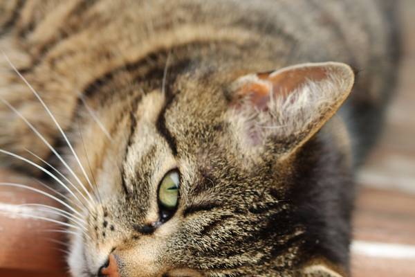 cat