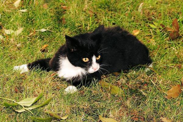 cat