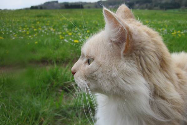 cat