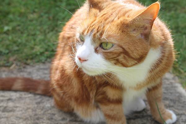 cat