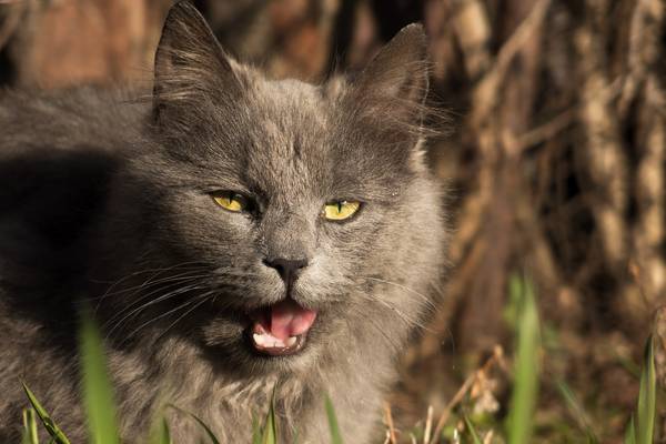 cat
