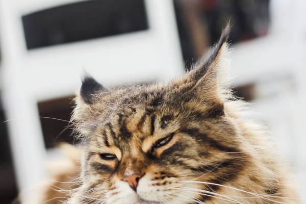 cat