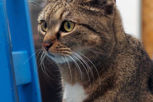 cat