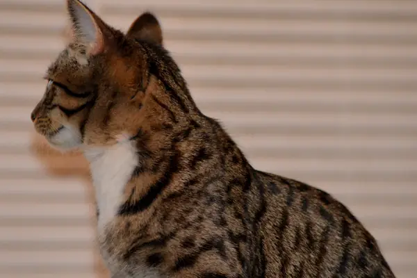 cat