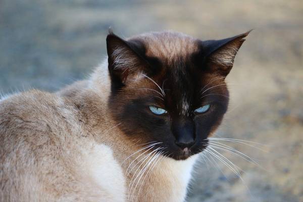 cat