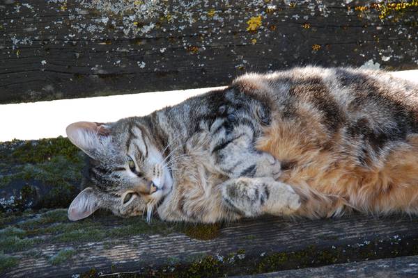 cat