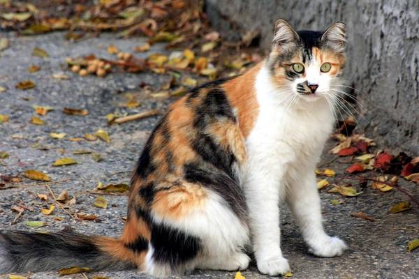 cat