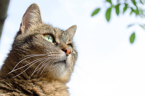 cat