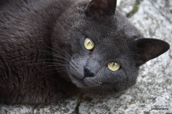 cat