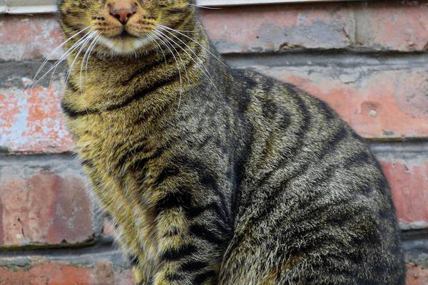 cat