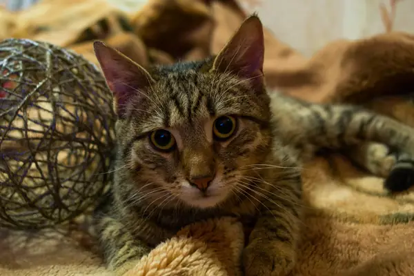 cat