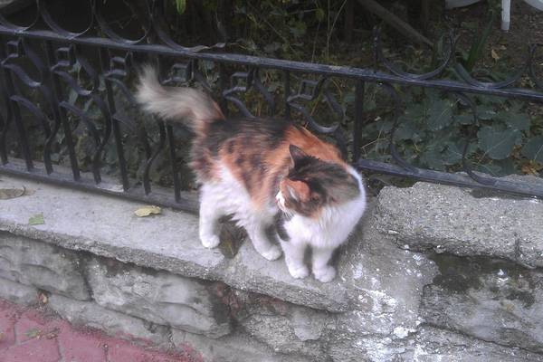 cat