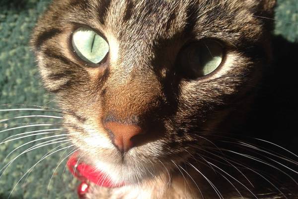 cat