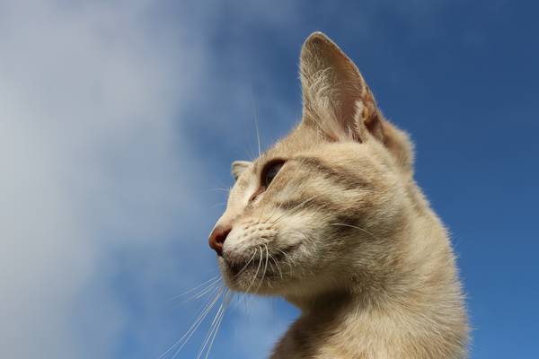 cat