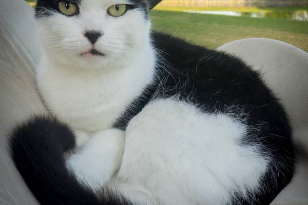cat