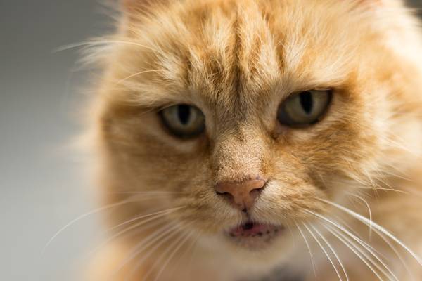 cat