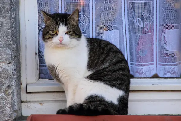 cat