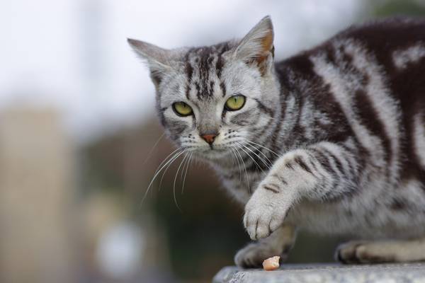 cat