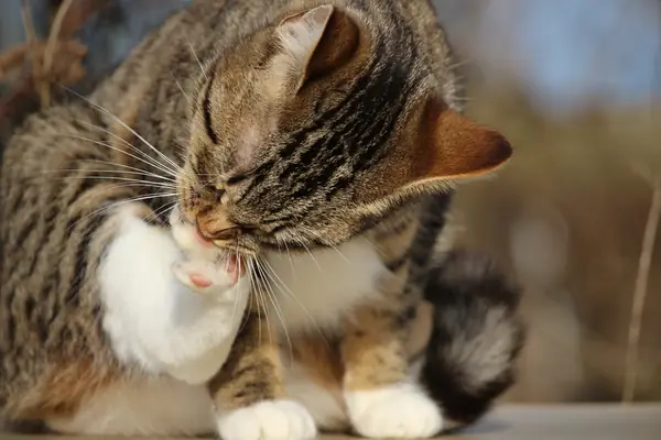 cat