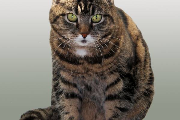 cat