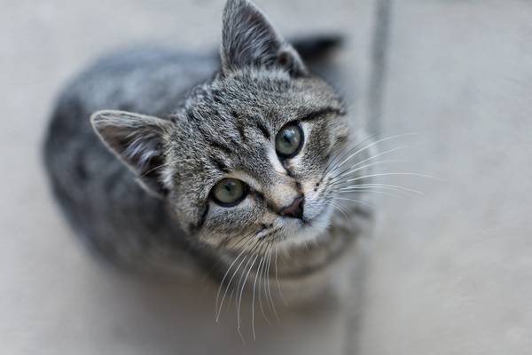 cat