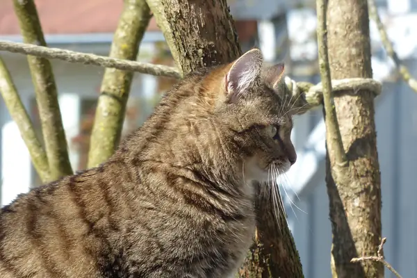 cat