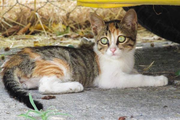cat