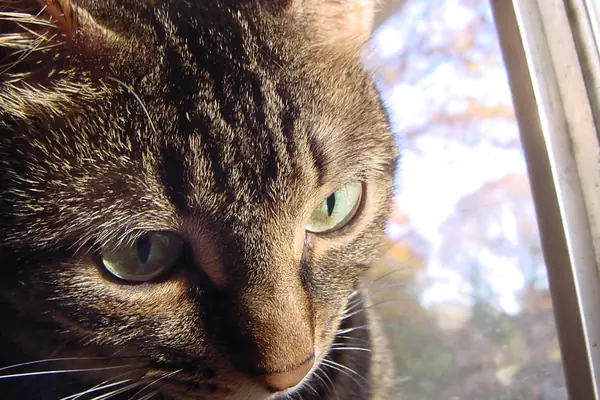 cat
